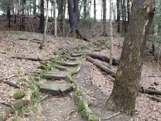 Forest Steps