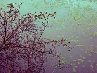 Flowers on the water