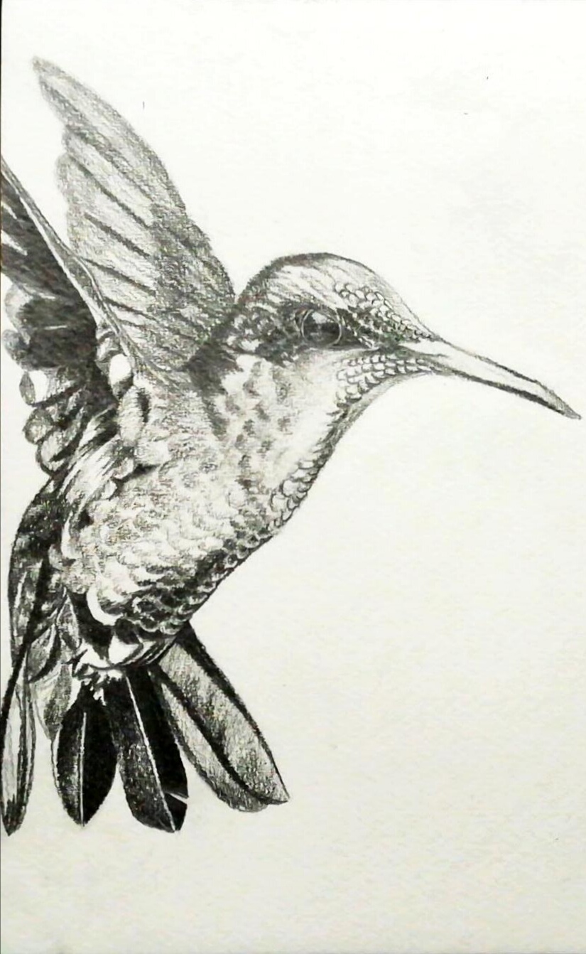 Hummingbird Back Drawing Hummingbird drawing by BlueNightFire on DeviantArt