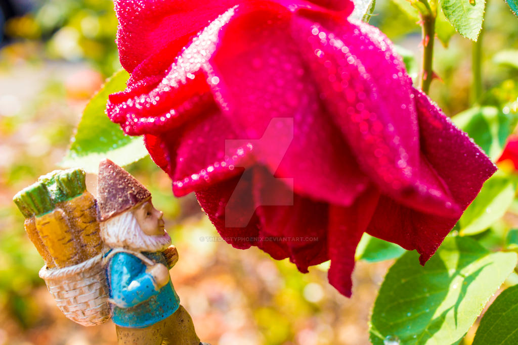 Roy Rose by thedustyphoenix on DeviantArt