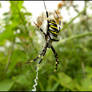 Wasp Spider