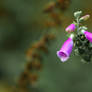 Common Foxglove