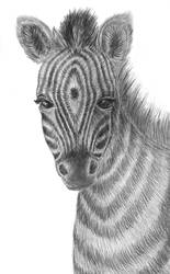 Zebra by Masanohashi