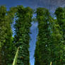 Hop garden