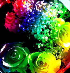 Rainbow Roses