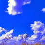 Wheated Sky