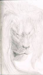 my Lion close up from Daniel in the lions den