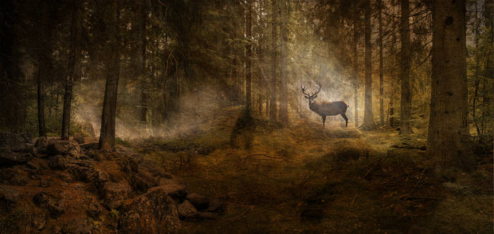 Deer in the Forest