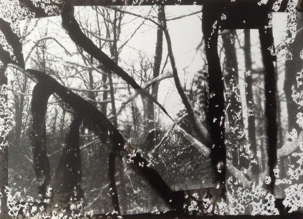 Disorientating Forest by ElementalMistress on DeviantArt