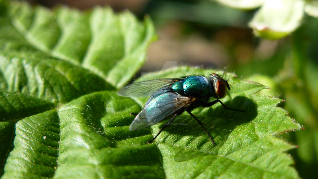 Fly on a Raspberry Leaf by TenshinoInori on DeviantArt