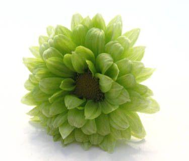 Green Flower Stock 7