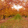 Autumn Orchard Stock 15