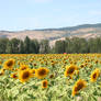 Sunflower Field Stock 5