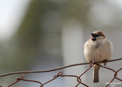 House Sparrow