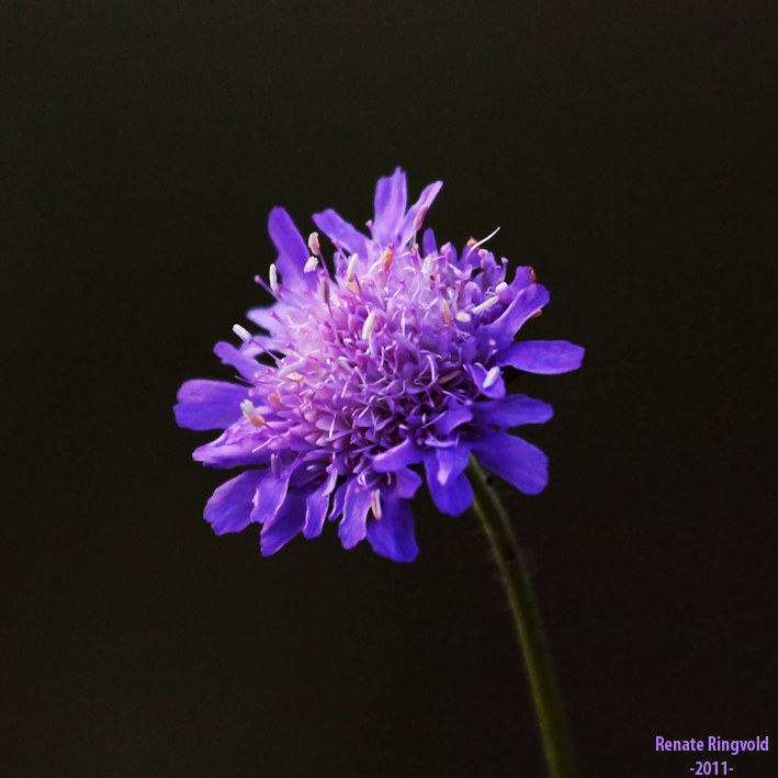 Field Scabious