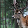 Fallow Deer