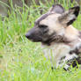 African Wild Dog