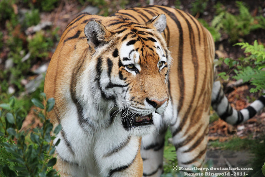 Siberian Tiger