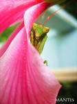 Mantis by B-L-Photography