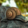 Snail