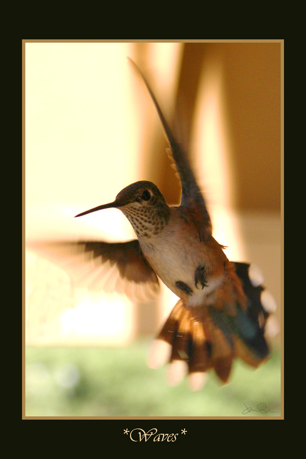 Hummingbird Salute