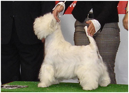 GroomingAllDay  Westie