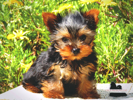 Groomingallday-Yorkshire-Terrier-2