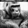 SilverBack