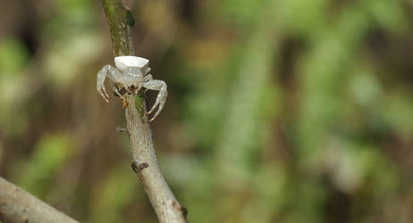 Albino, White Spider