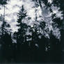 Holga Trees