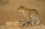 Kgalagadi Leopardess by RudiVanDenHeever