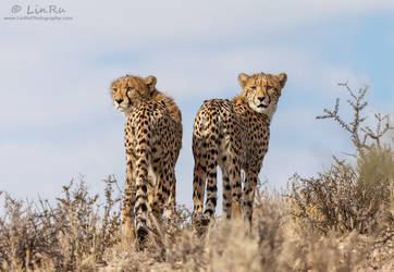 Cheetah Brothers in Arms