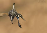 Kingfisher Dive by RudiVanDenHeever