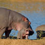 Fearsome Hippo Baby