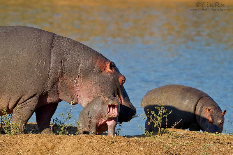 Fearsome Hippo Baby