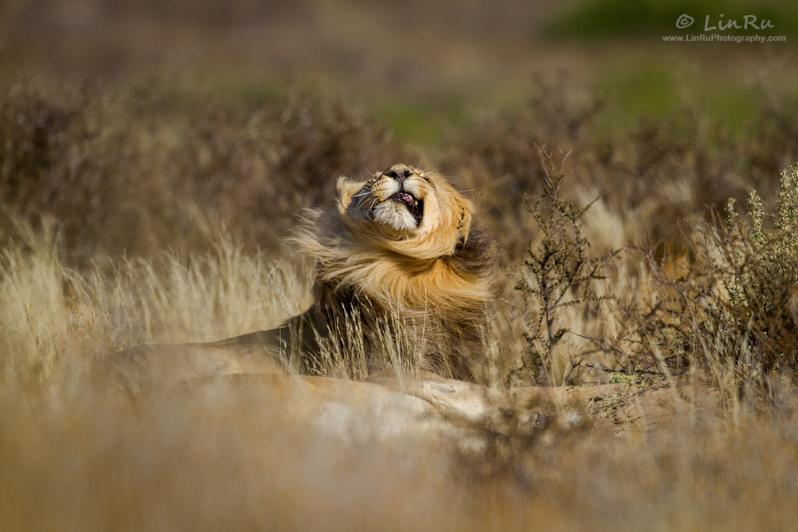 Kalahari Rock and Roll