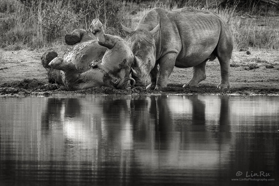 Rhino Mud Bath by RudiVanDenHeever