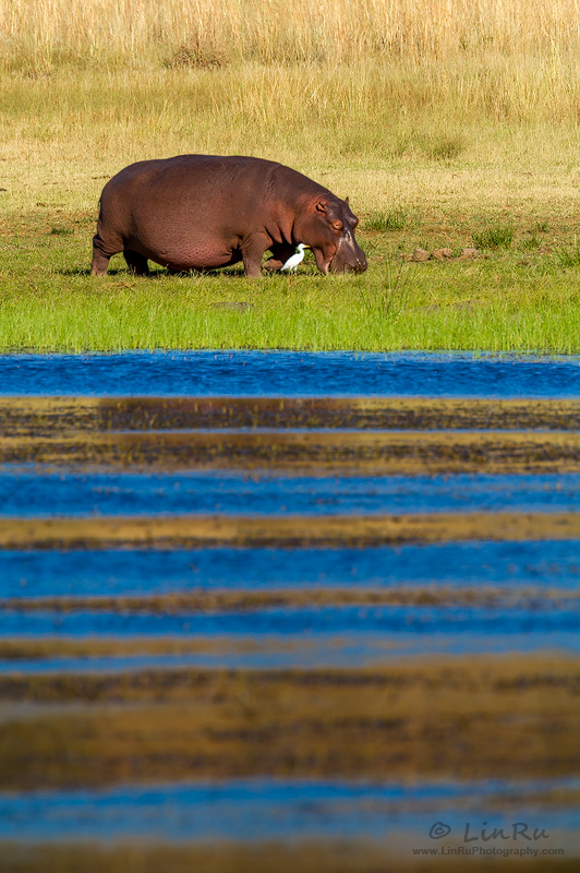 Mankwe Hippo