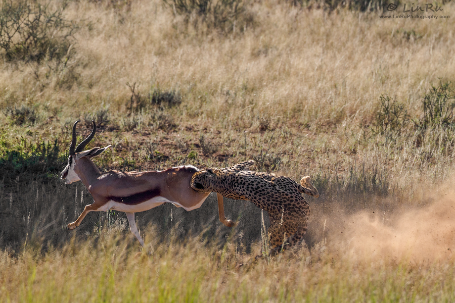 Kgalagadi Cheetah Kill