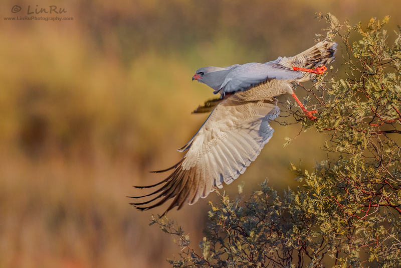 Goshawk Take-off