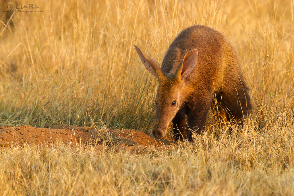 Marakele Aardvark