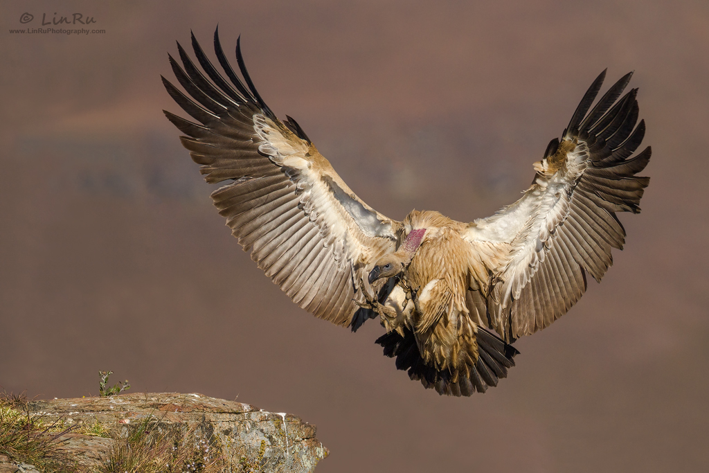 Griffon Touch Down