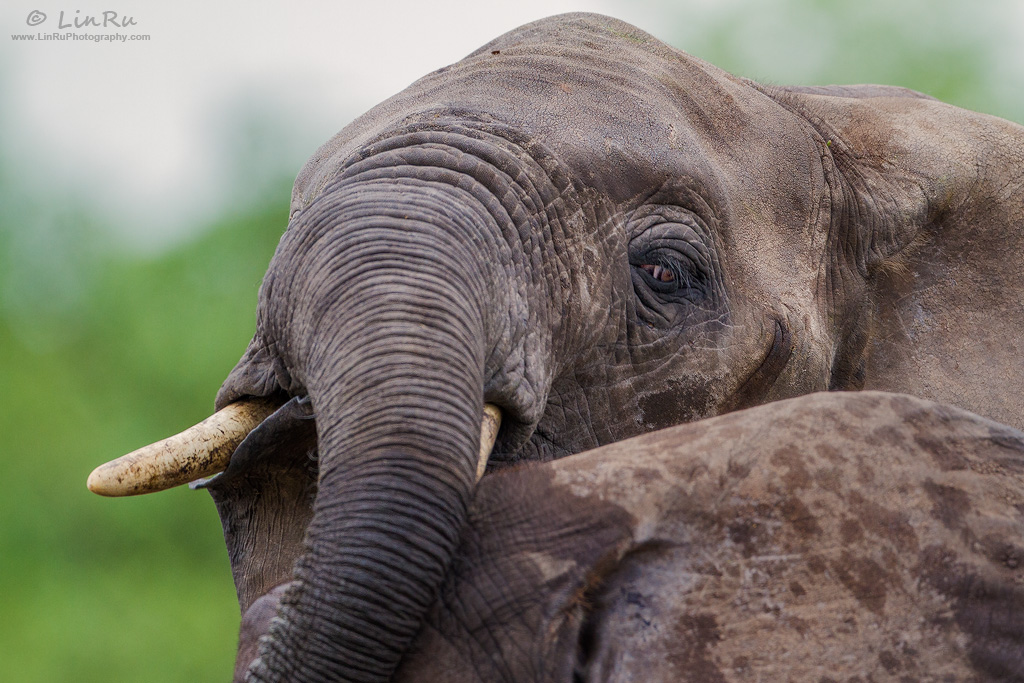 Playful Elephant Teens