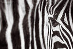 Monochrome Zebra Portrait