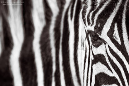 Monochrome Zebra Portrait