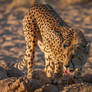 Cheetah Sundowner