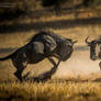 Playing Wildebeest