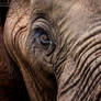 Elephant Portrait