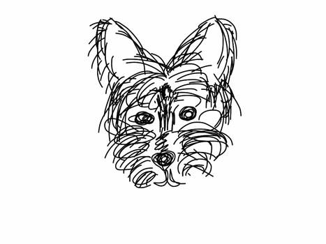 Terrier Doodle