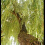 Willow tree